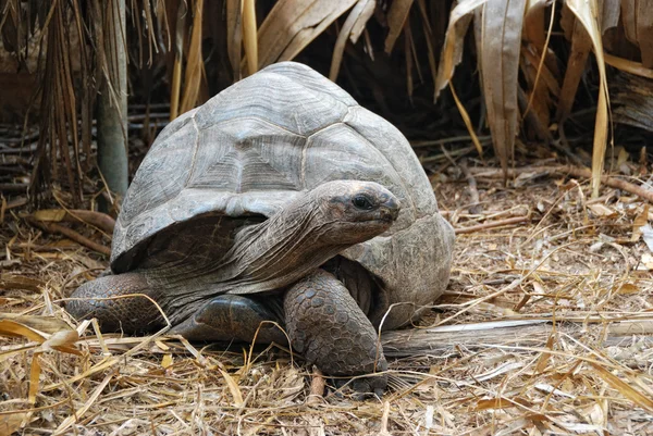 stock image Giant tortoise