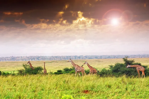 Manada de girafas — Fotografia de Stock