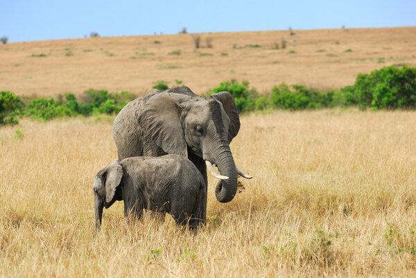 Adult African elephants with baby in the savannah, Masai Mara? Kenya