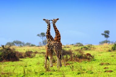 Two giraffes in the african savannah clipart