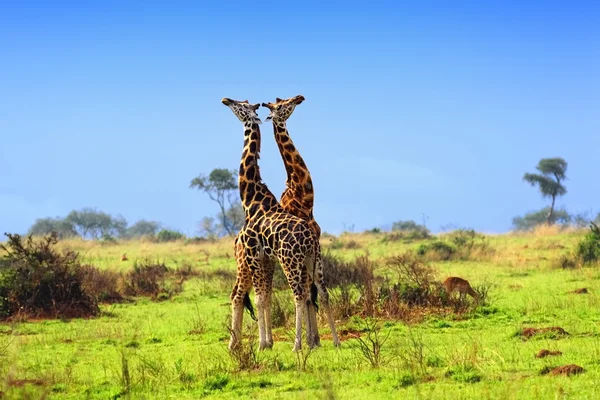 Due giraffe nella savana africana — Foto Stock