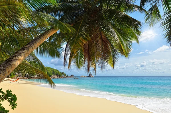 熱帯のビーチでヤシdlaň nad tropickou pláž — Stock fotografie