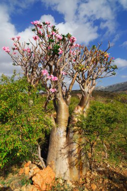 Desert rose - adenium obesum clipart