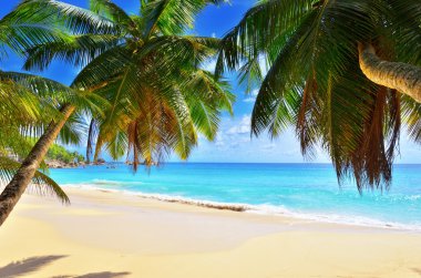 Palm over tropical beach clipart