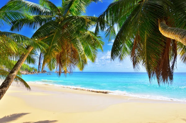 Palm over tropical beach — Stock Photo, Image