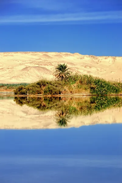Farafra oasis — Stock Photo, Image