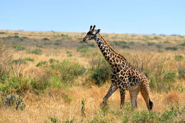 Puledro di giraffa — Foto Stock