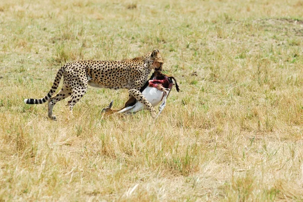 Hunting cheetah — Stock Photo, Image
