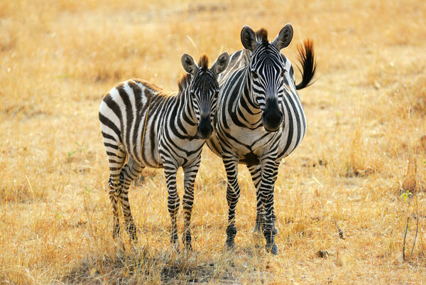 Adult and young zebras standing in the savannah, Kenya