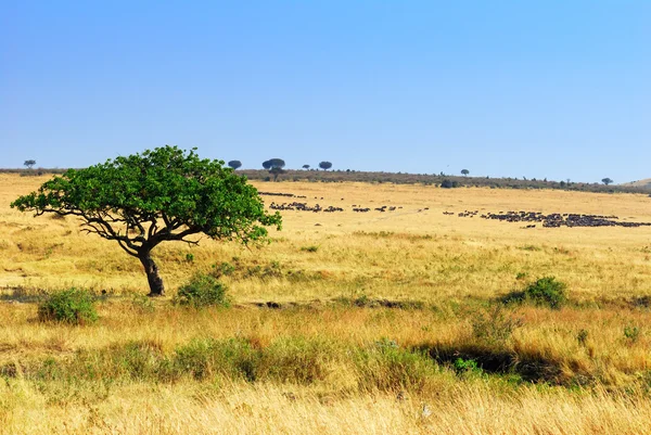 Afrikansk savann — Stockfoto