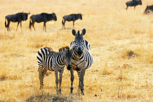 Zebra con puledro — Foto Stock