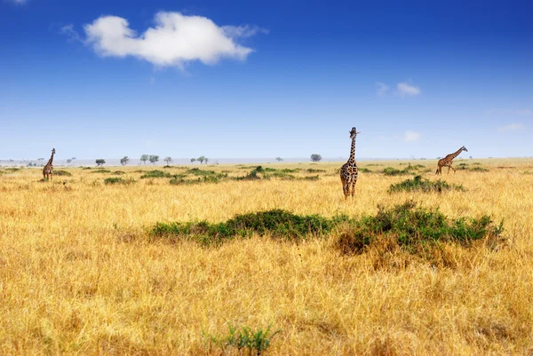 非洲大草原 — 图库照片