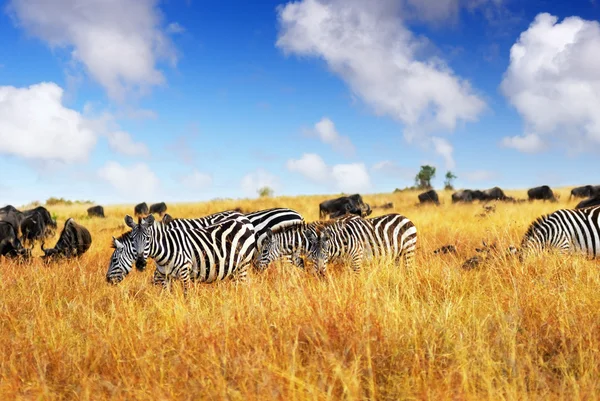 Африканская дикая природа — стоковое фото