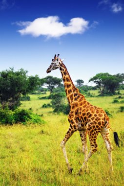 Giraffe clipart