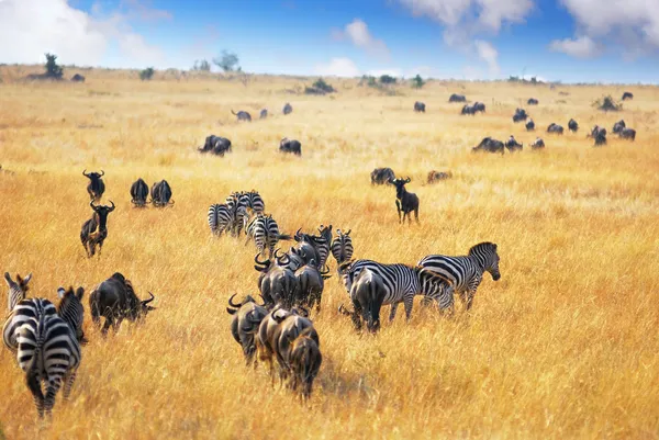 Afrikanische Tierwelt — Stockfoto