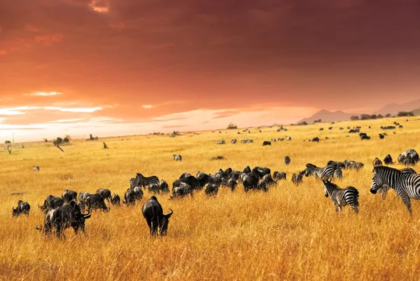 สัตว์ป่าแอฟริกัน — ภาพถ่ายสต็อก