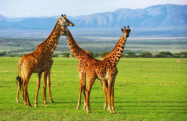 Girafas — Fotografia de Stock