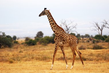 Giraffe in the african savannah clipart