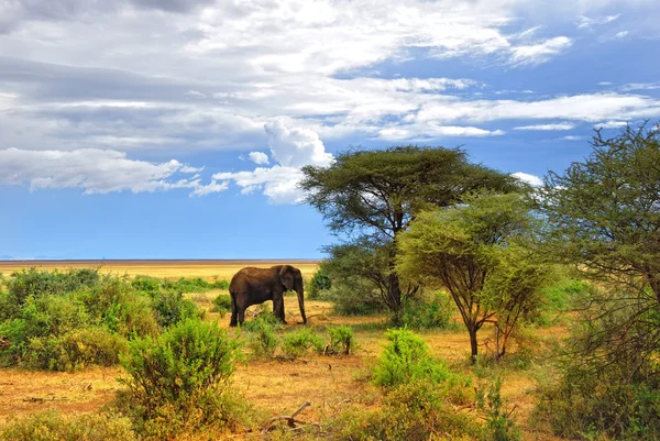Vida selvagem africana — Fotografia de Stock
