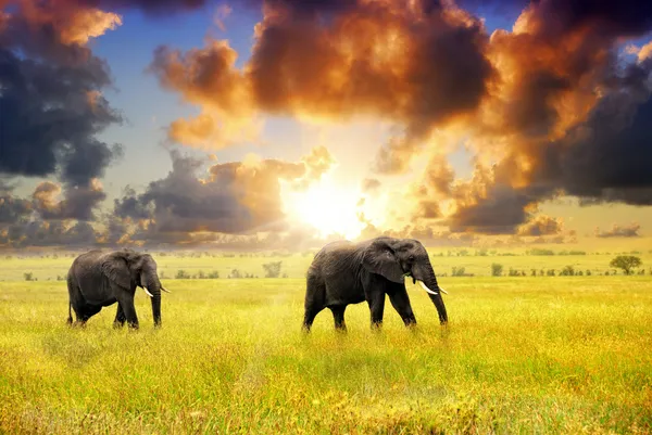 Afrikanische Tierwelt — Stockfoto