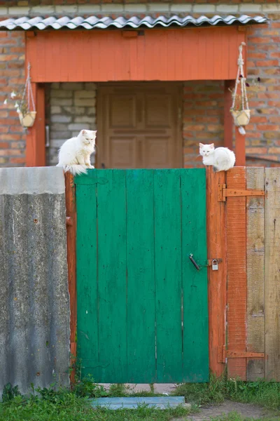 Zelené dveře a bílé kočky — Stock fotografie
