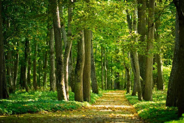 Alley in the forest — Stock Photo, Image