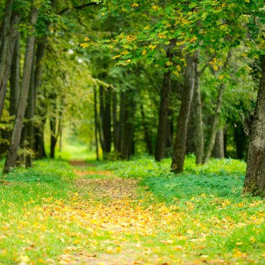 Autumn alley