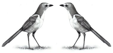 Pencil Drawing: Two Scrub Jays Face To Face clipart