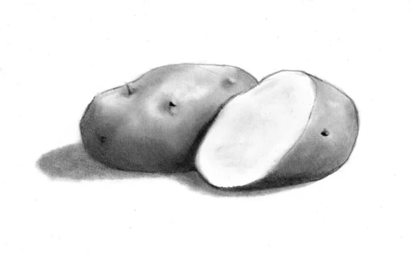 Pencil Drawing of Potatoes on White Background — Stock Photo, Image