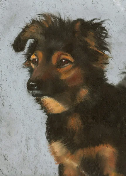 Pastel Painting of Miniature Australian Shepherd Dog — Stock Photo, Image