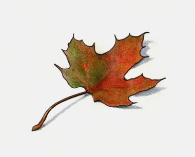 Color Pencil Drawing Of Maple Leaf In Autumn clipart
