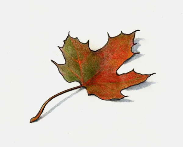 Desenho a lápis de cor da folha de bordo no outono — Fotografia de Stock