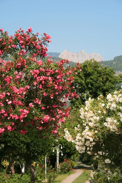 stock image Oleander