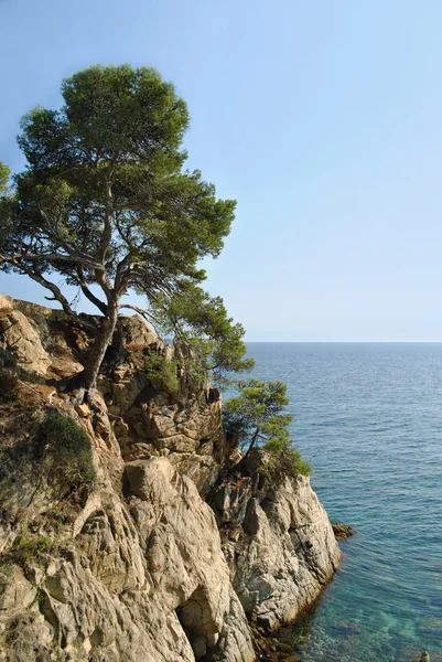 Árvore no mar costa rochosa — Fotografia de Stock