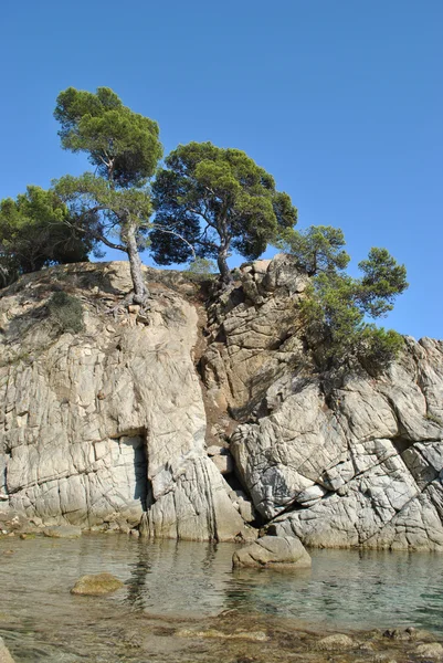 Ağaç kayalık deniz kenarı. — Stok fotoğraf