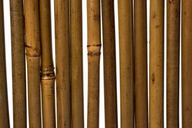 arka plan bambu kaynaklanıyor