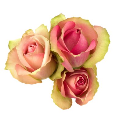 güzel güller beyaz zemin üzerine izole