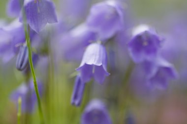 güzel bellflowers