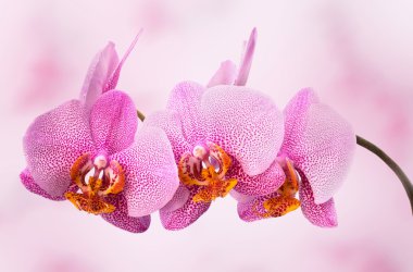pembe Mevsimlik arka plan üzerinde güzel orkide