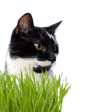 Cat in grass isolated on white background clipart