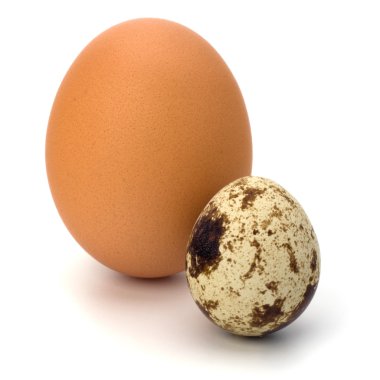 Bıldırcın ve tavuk yumurta