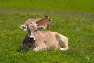 Cows grazing in Alps clipart