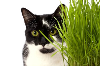 Cat in grass isolated on white background clipart