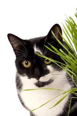 çim beyaz zemin üzerine izole kedi