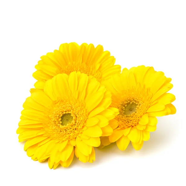 stock image Beautiful daisy gerbera