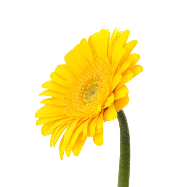Belle fleur de gerbera de marguerite — Photo