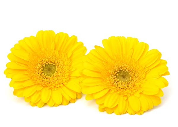 stock image Beautiful daisy gerbera