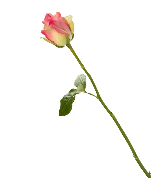 Bella rosa isolata su sfondo bianco — Foto Stock