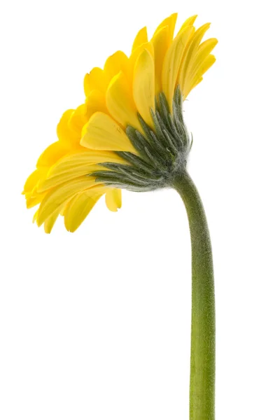 Piękny kwiatuszek gerbera — Zdjęcie stockowe