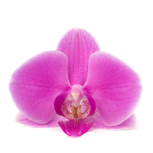 Flor de orquídea única —  Fotos de Stock